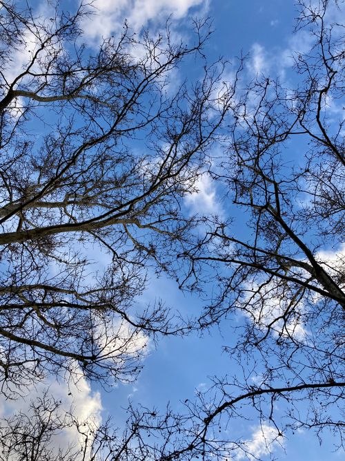 Free A serene view of leafless tree branches reaching towards the blue sky with scattered clouds. Stock Photo