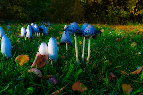 Free stock photo of forest mushroom, grass, mushroom