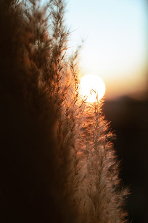 Free Backlit ornamental grass silhouettes a breathtaking sunset in Geneva, Switzerland. Stock Photo