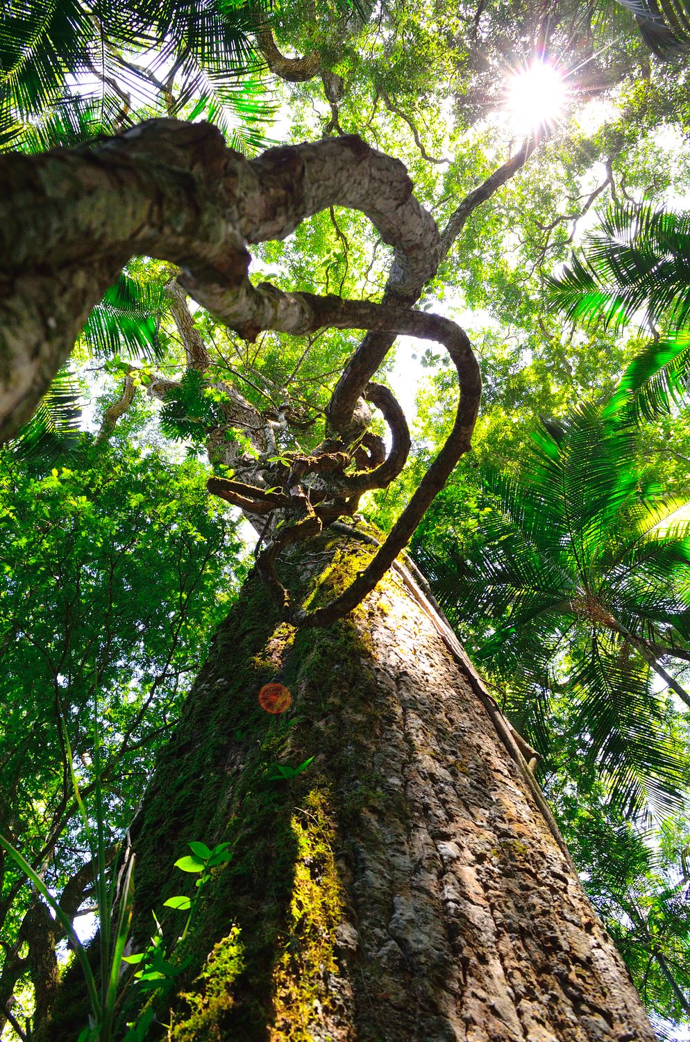 Browsrm Tree Image Worm's Eye View of Brown Tree during Daytime · Free Stock Photo
