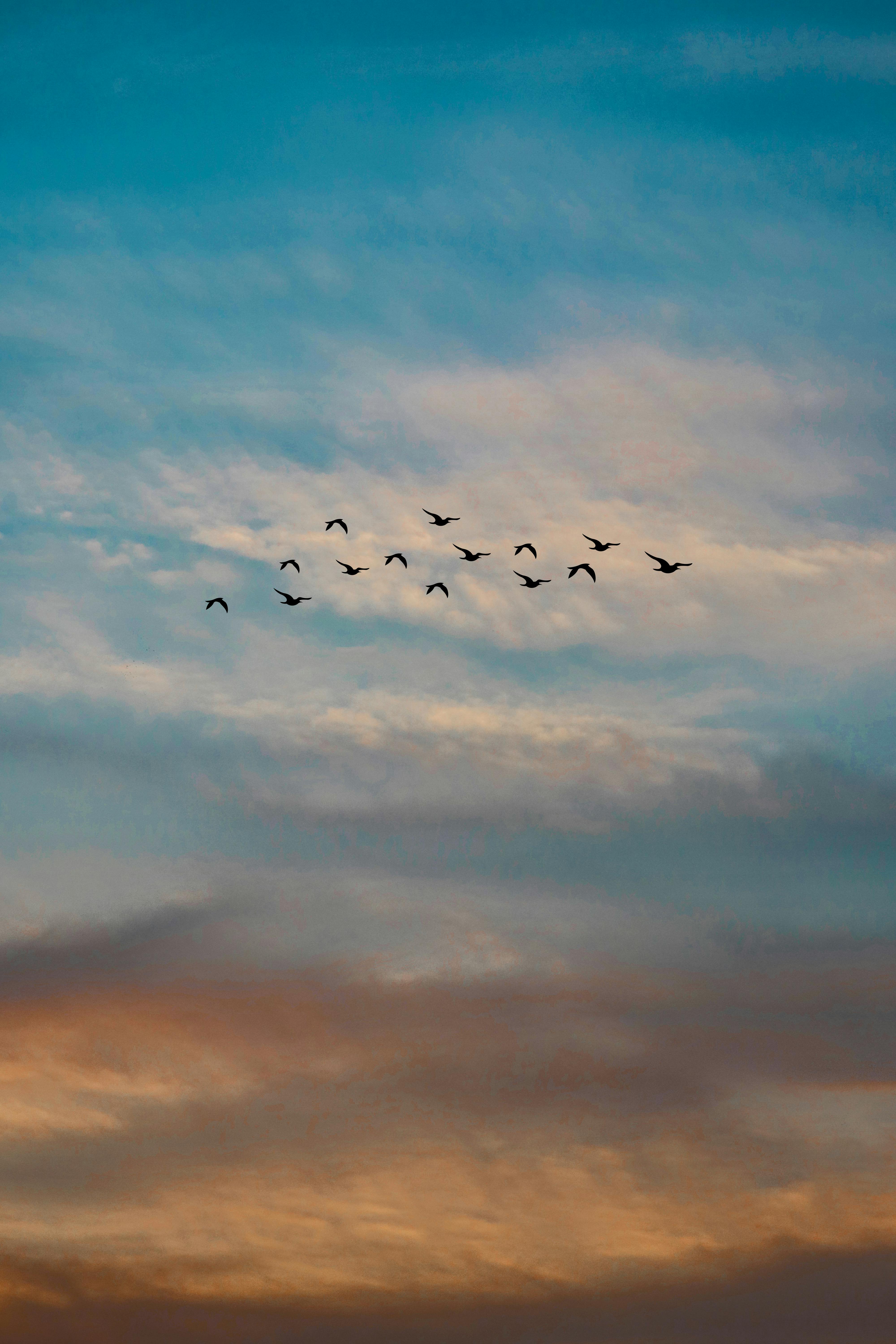 Bird Flying on the Sky · Free Stock Photo