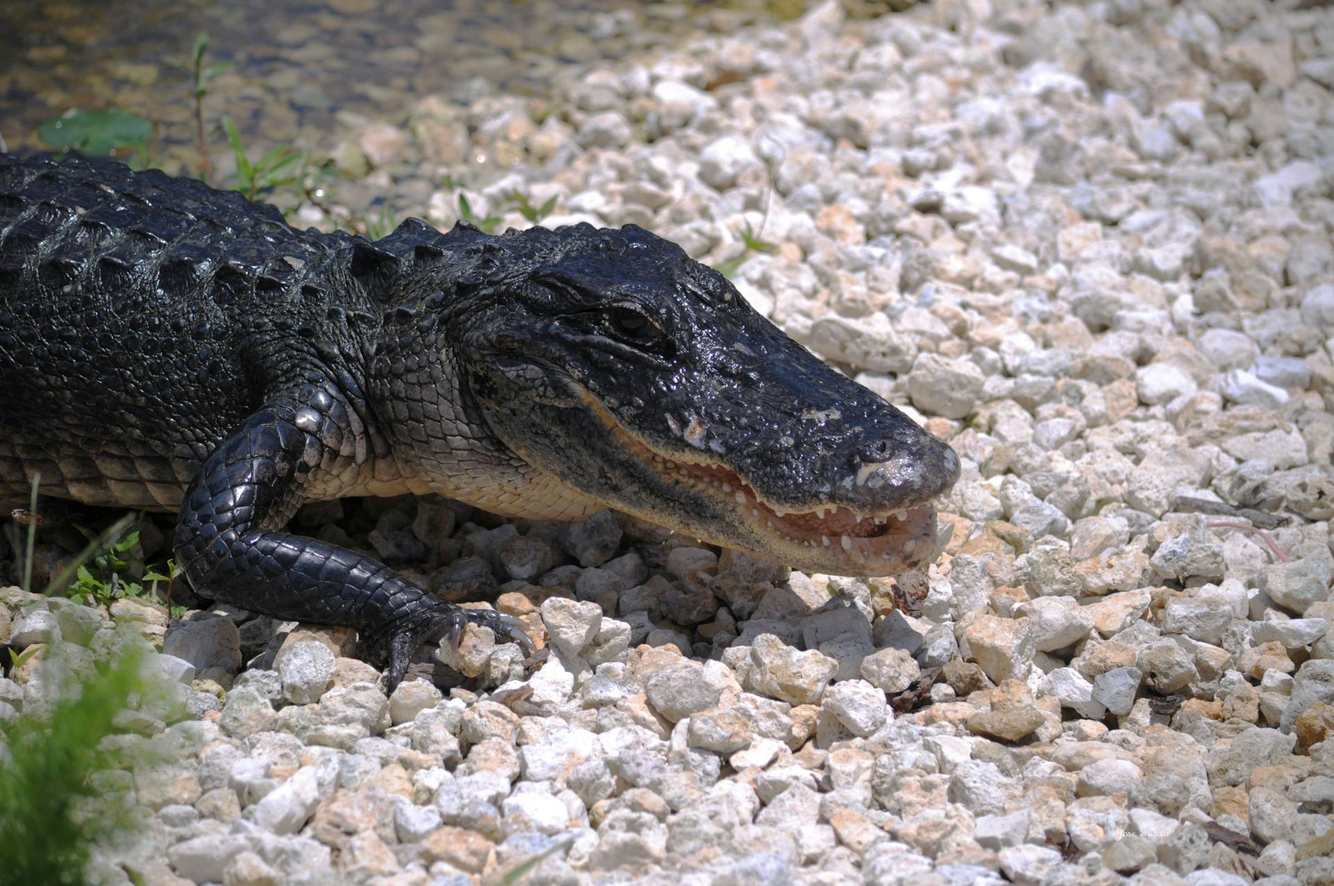Close-up of an American alligator resting on gravel in Everglades City, Florida.
