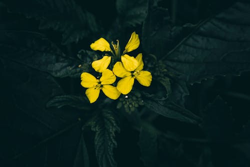 Foto profissional grátis de colza oleaginosa, fechar-se, flor