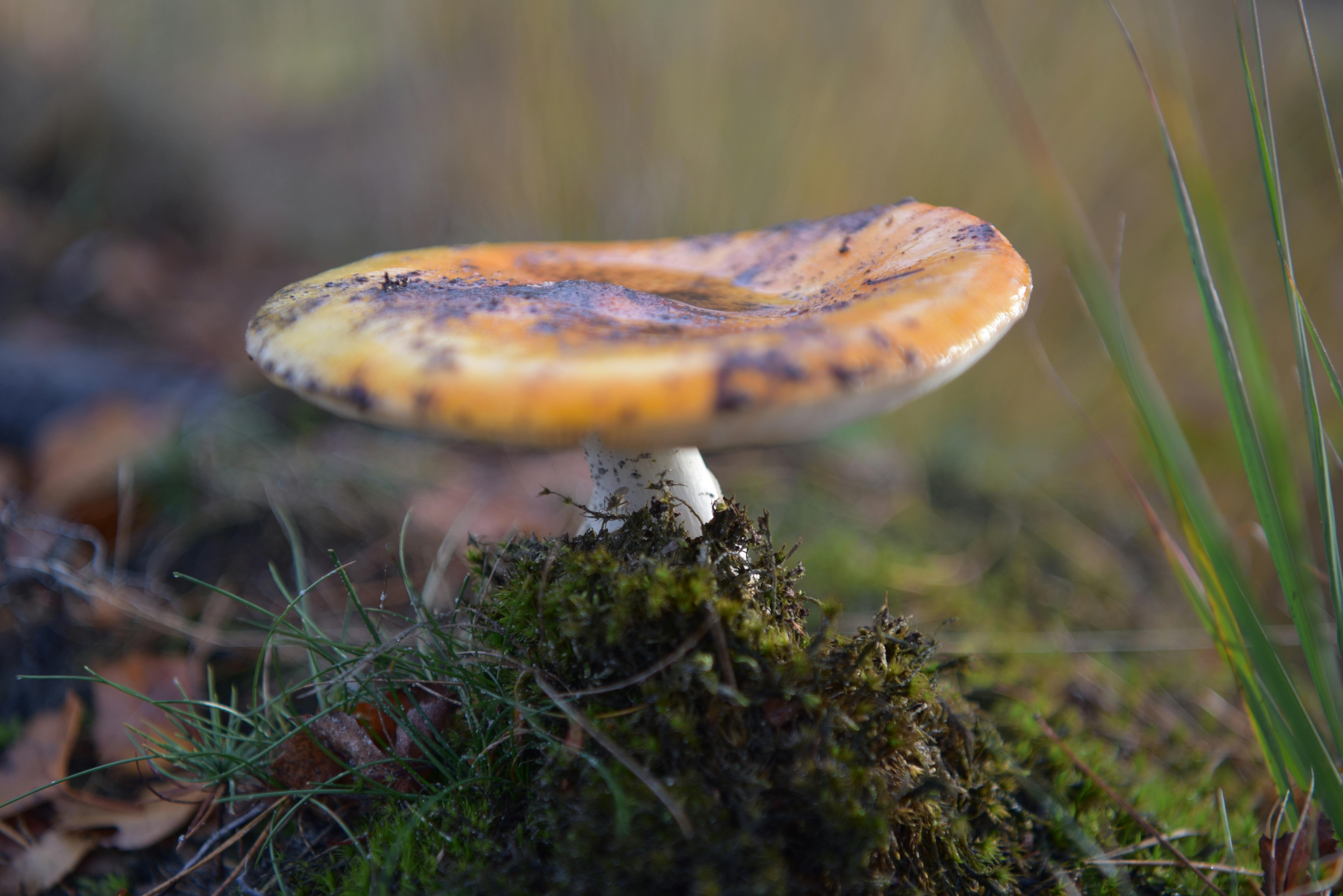 Kostenloses Foto zum Thema: herbststimmung wald, waldpilz