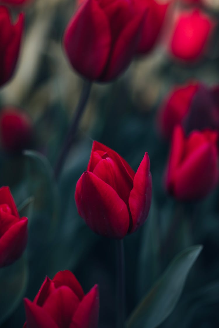 Close-up Of Red Tulips 