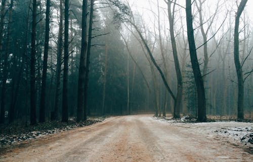 Бесплатное стоковое фото с дорога, зима, лес