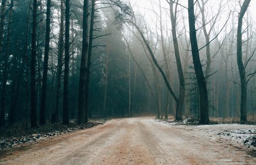 Free A serene winter forest pathway shrouded in mist and surrounded by bare trees. Stock Photo