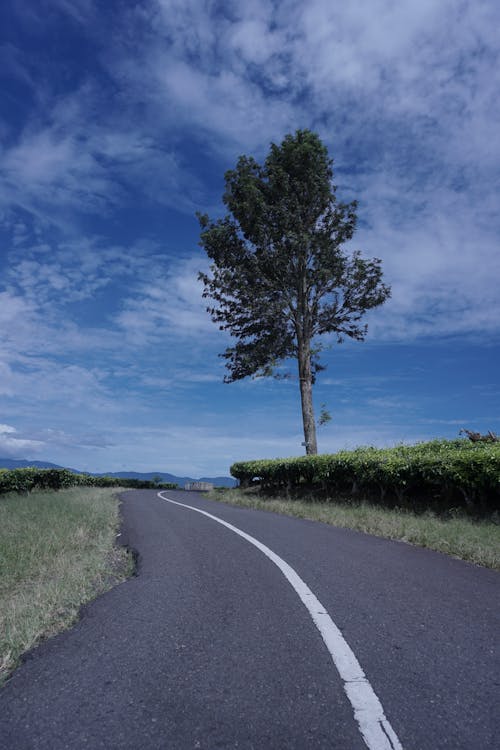 A Single Tree Growing by the Asphalt Road 