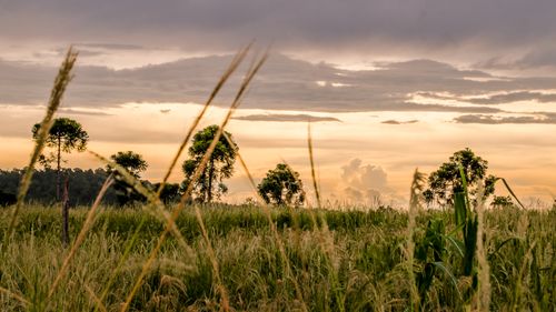 Free A tranquil sunset scene over grassy fields in El Dorado, Argentina. Stock Photo