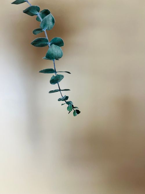 Free Close-up of eucalyptus branch on beige background, showcasing minimalism and natural beauty. Stock Photo