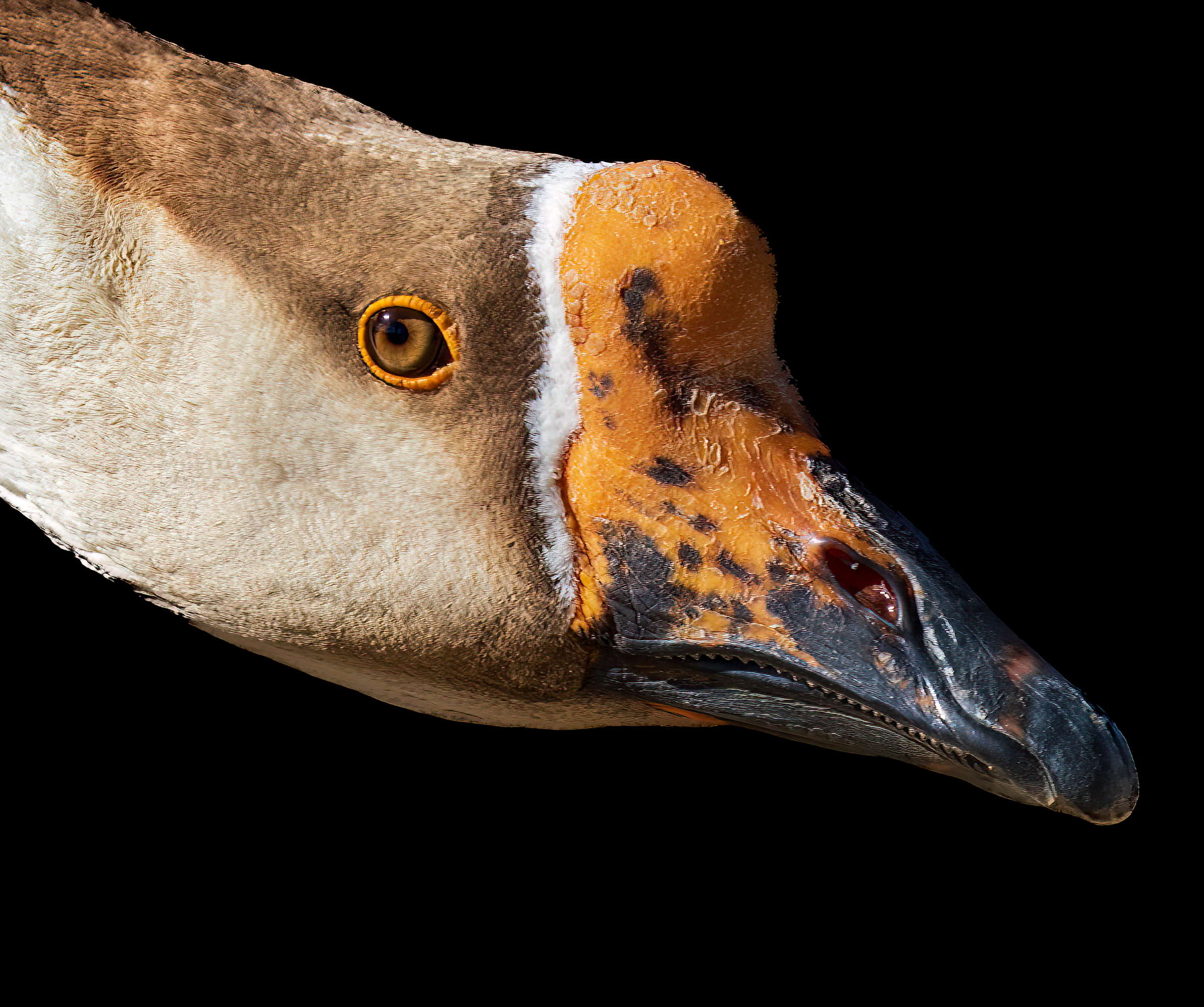 Les GANs : L'Art de l'IA pour Créer des Faux Parfaits