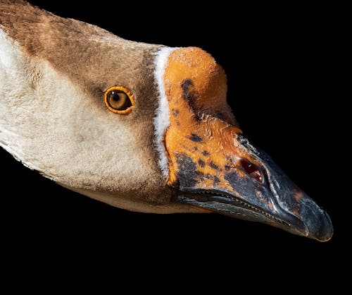 Close-up of a Goose Head 