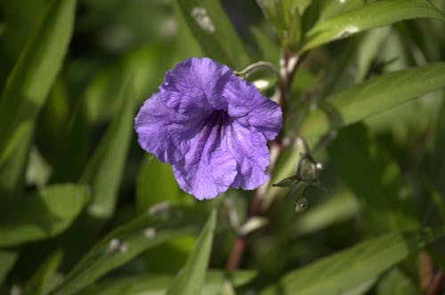 Violet Blossoming Plant