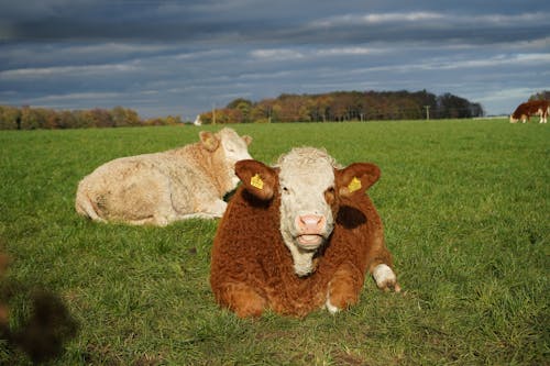Cows Lying in Green Pasture