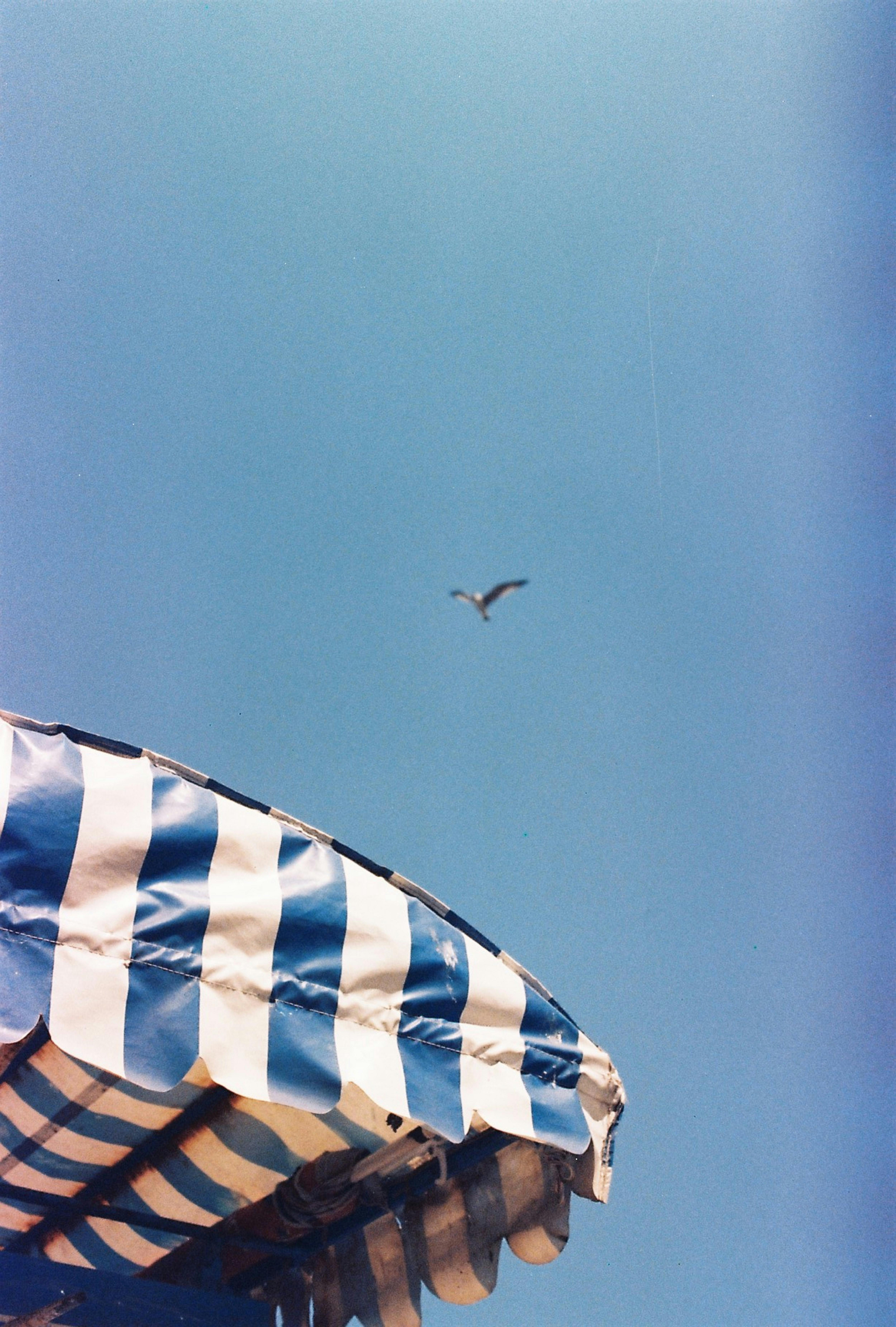 A solitary seagull soars above a blue and white striped sunshade in a clear sky.