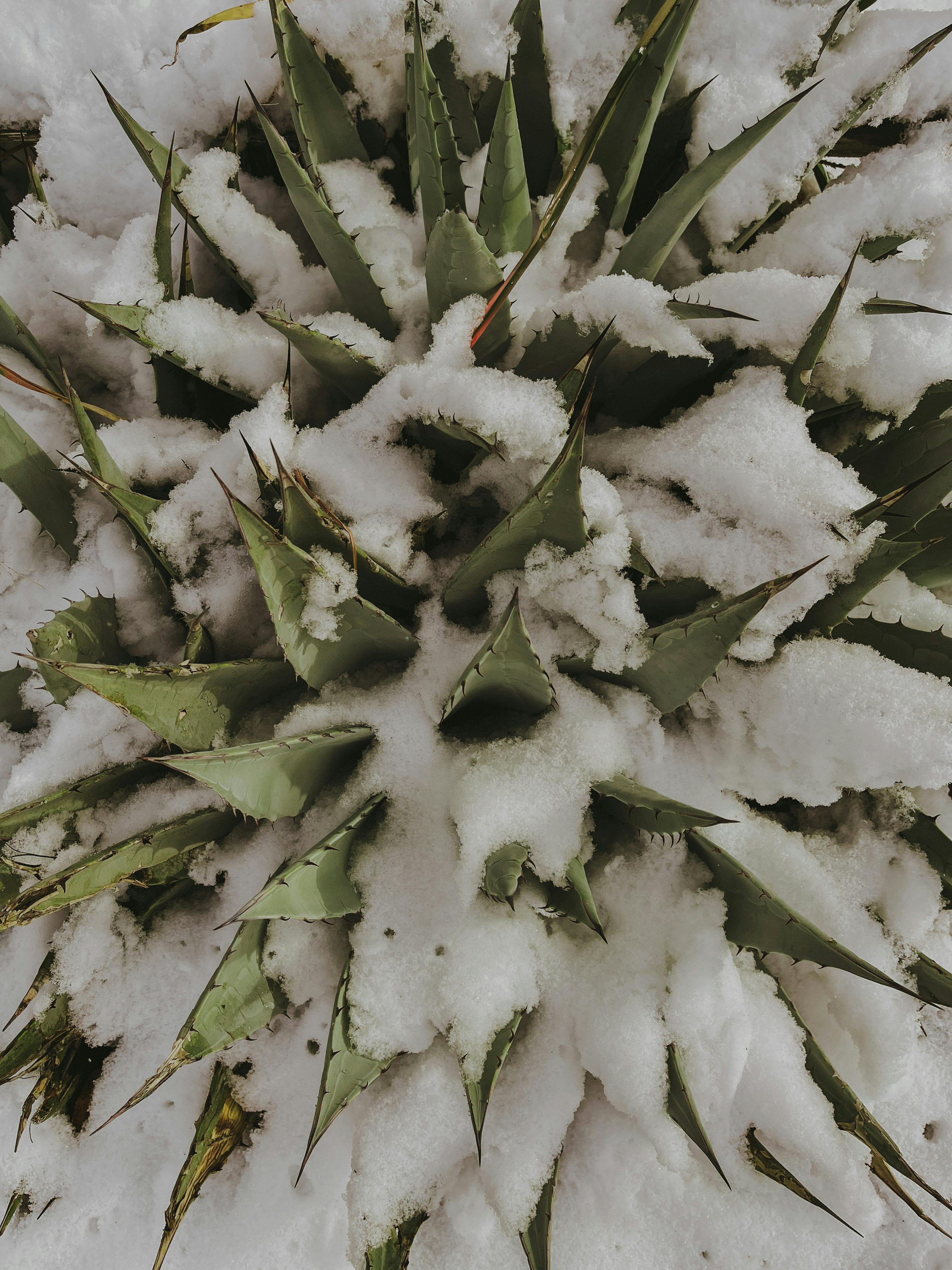 Preventing Winter Rot & Maximizing Survival: A Guide to Overwintering Cold-Hardy Succulents in Wet, Temperate Climates