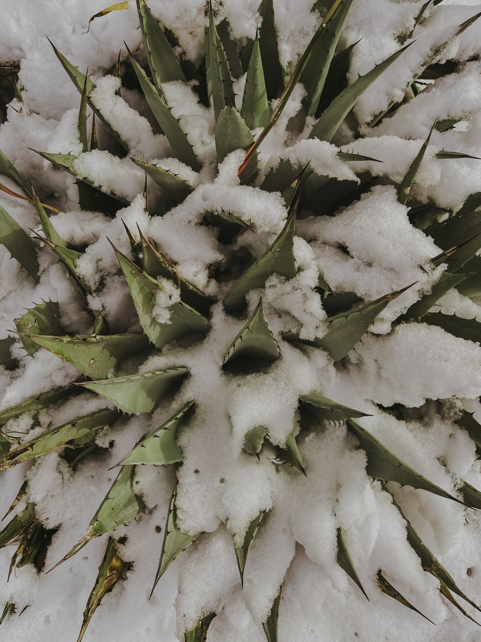 Preventing Winter Rot & Maximizing Survival: A Guide to Overwintering Cold-Hardy Succulents in Wet, Temperate Climates