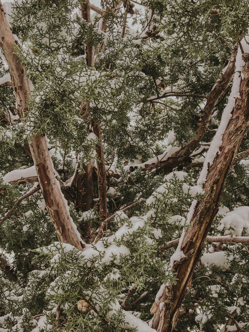 Free Close-up of snow-covered pine branches creating a natural winter pattern. Stock Photo