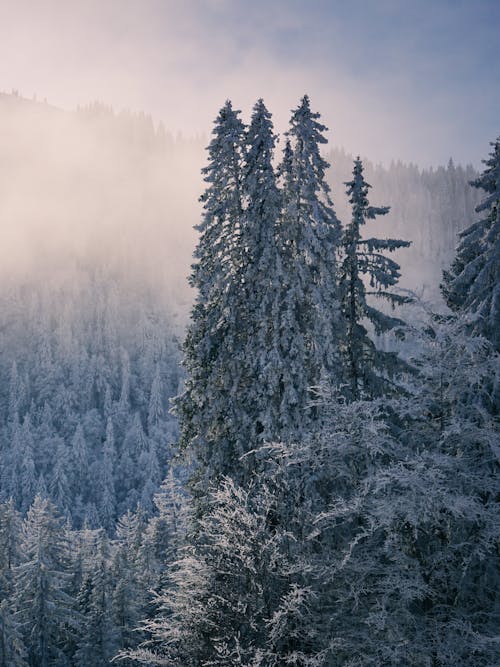 Photos gratuites de arbres, forêt, hiver