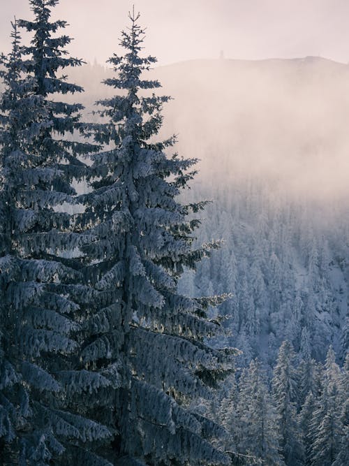 Fotobanka s bezplatnými fotkami na tému chladný, dedinský, hory