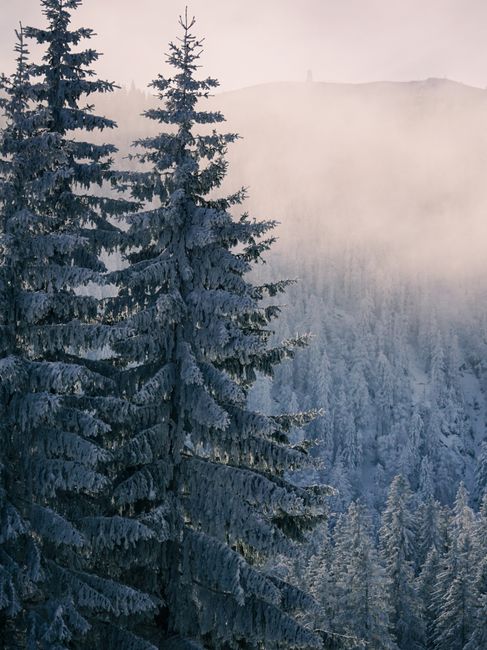 A serene winter landscape featuring snow-laden trees and mountains shrouded in mist.