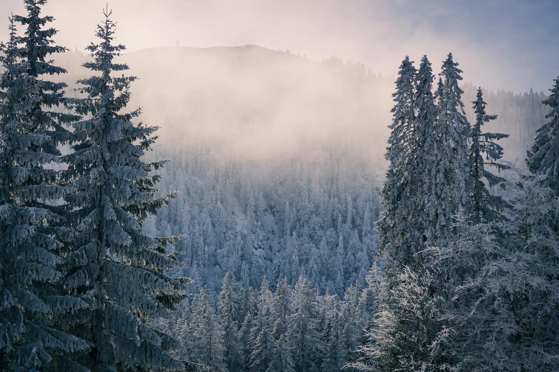 winter forest