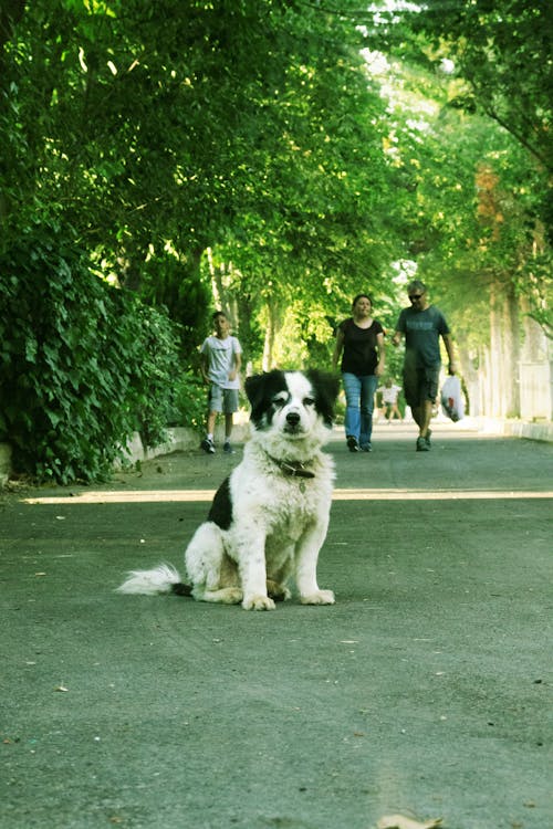 Kostenloses Stock Foto zu haustiere, hund, sitzen