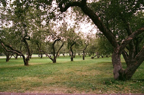 Immagine gratuita di alberi, crescita, deciduo