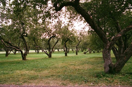 Saskatoon Rolls Out 'Food Forests' to Fight Hunger in City Parks