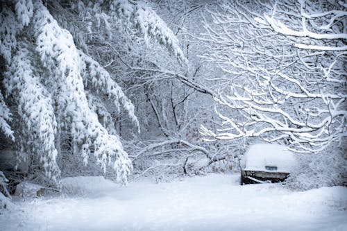 Безкоштовне стокове фото на тему «автомобіль, дерева, зима»