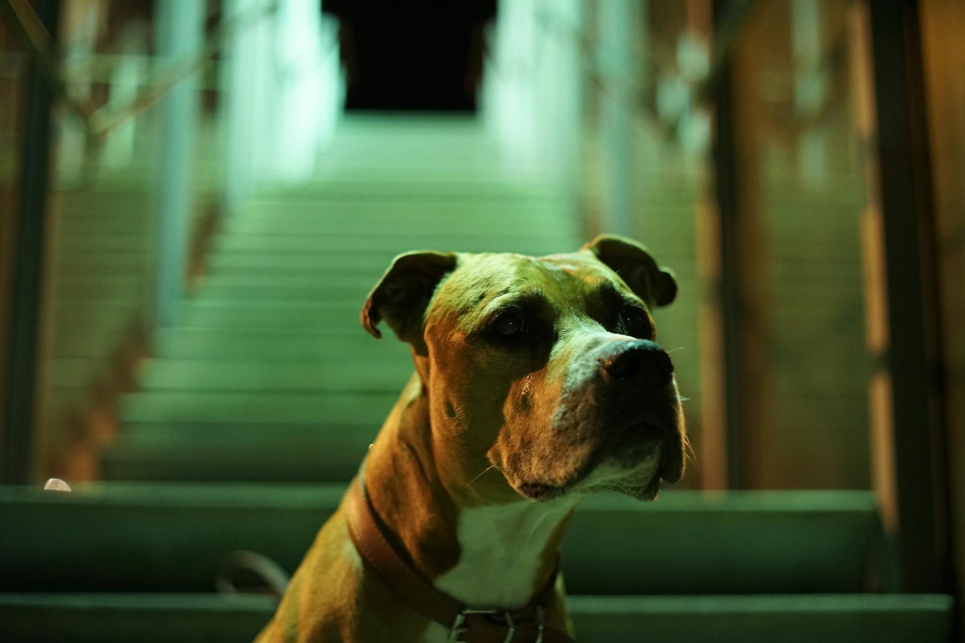 Close-up Photo of Brown Pitbull