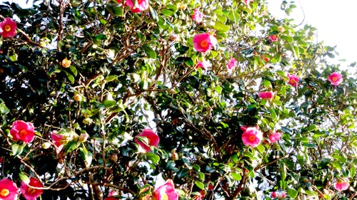 Gratis lagerfoto af camellia, fjeder, rød