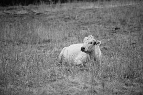 Imagine de stoc gratuită din alb-negru, animal, baton