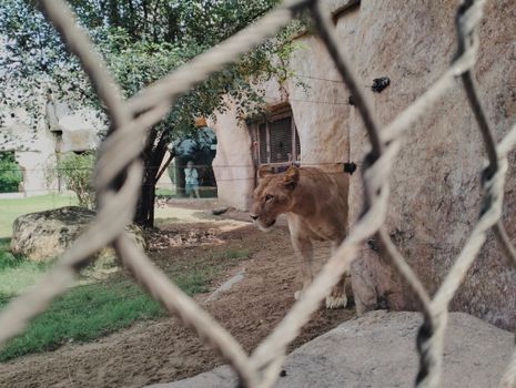 Free stock photo of animal, cage, cat