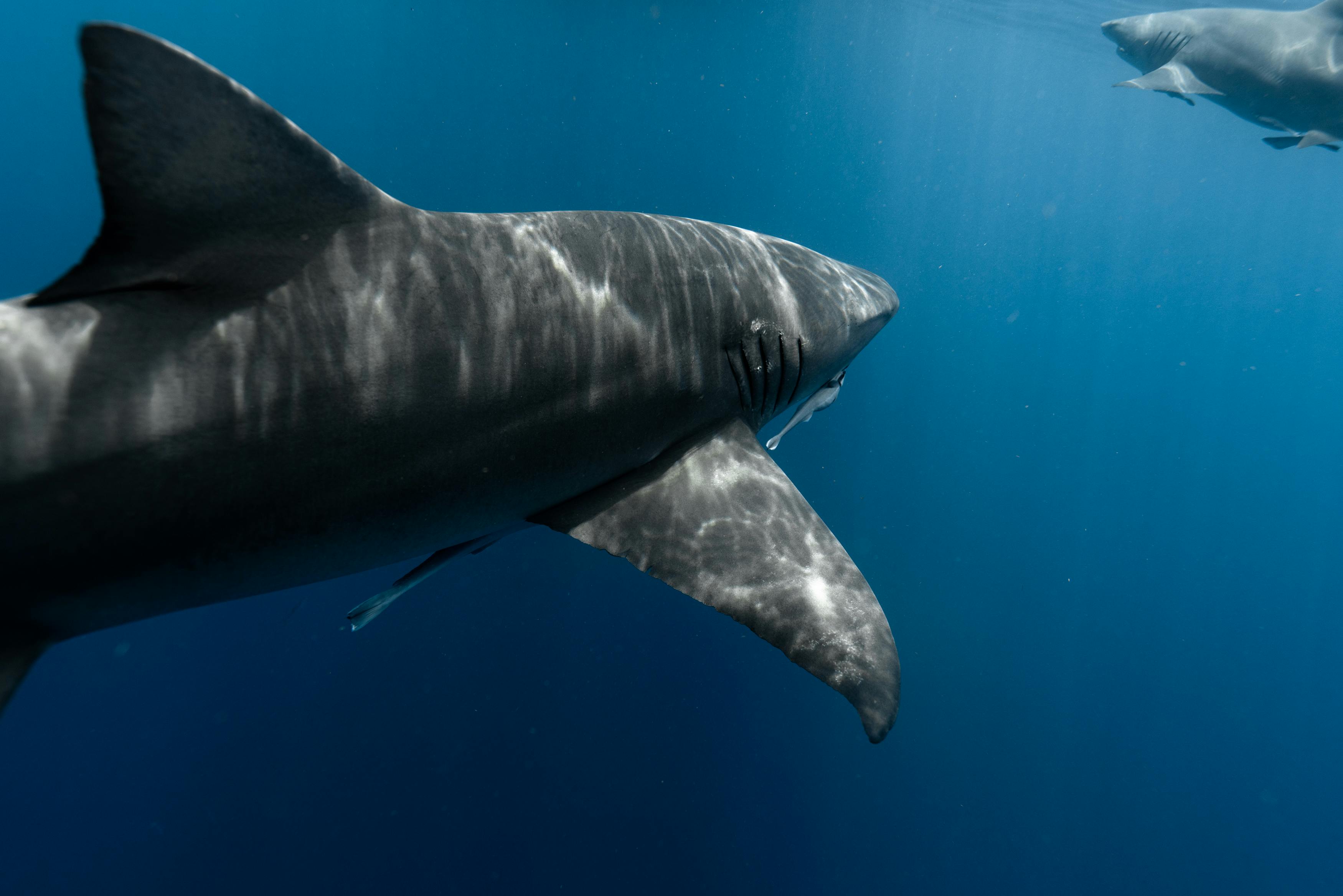 a great white shark swimming in the ocean