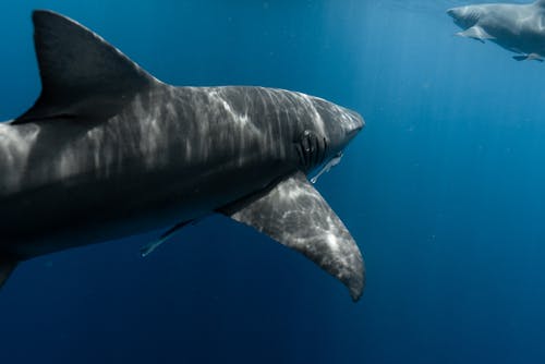 A great white shark swimming in the ocean