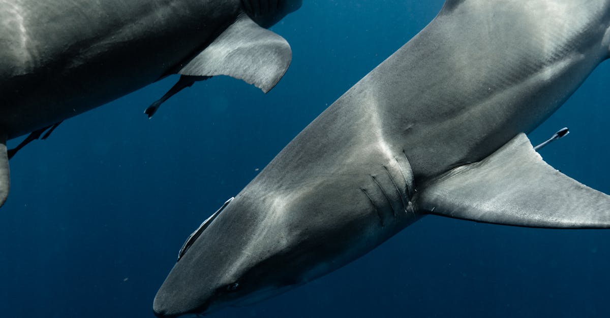 香港動畫 世外 入圍安錫國際動畫影展非競賽單元 6月11至13日午夜全球首映