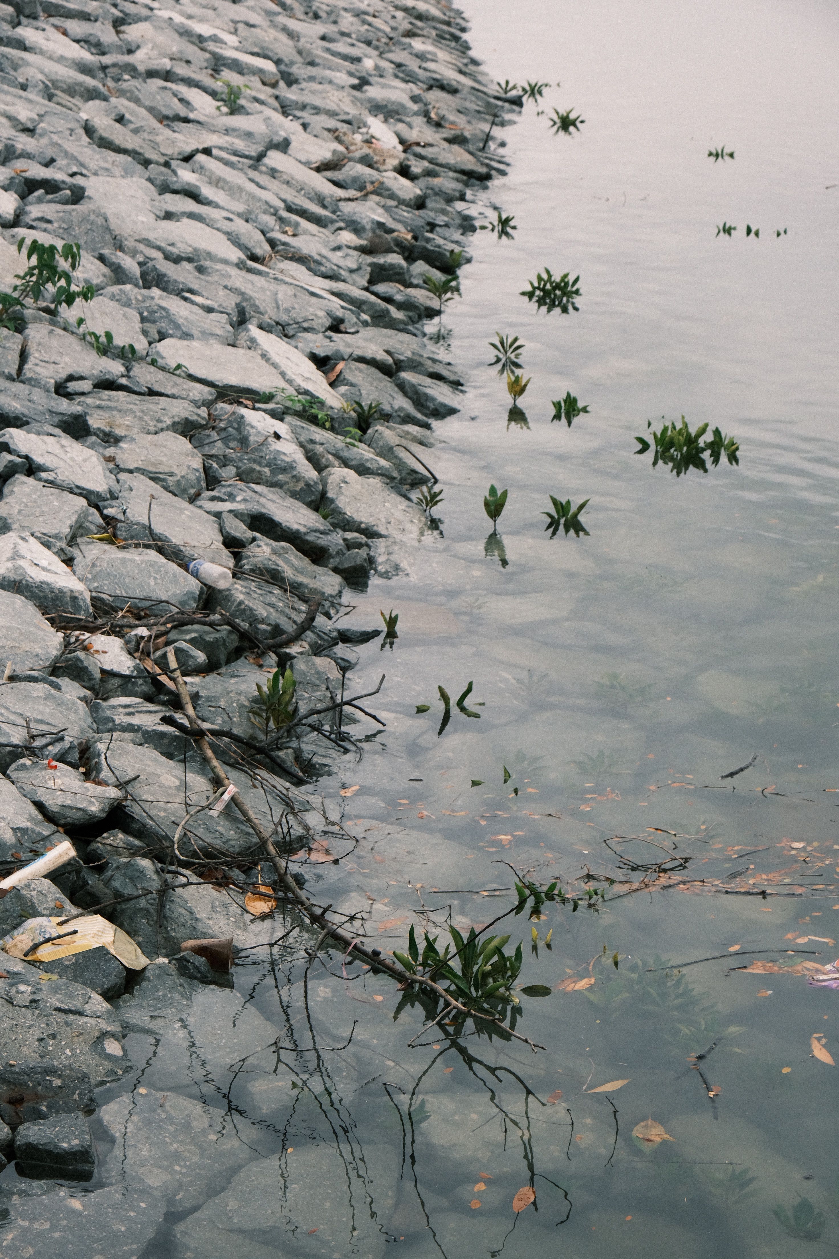 Rocks at the Edge of a River · Free Stock Photo