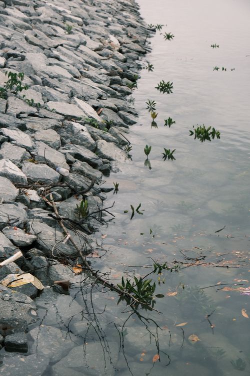 Free A serene view of rocks lining a calm body of water with emerging plants. Stock Photo