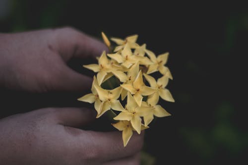 Osoba Trzymająca żółte Kwiaty
