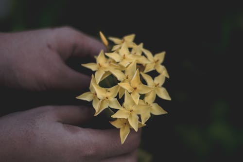 Person Holding Yellow Flowers