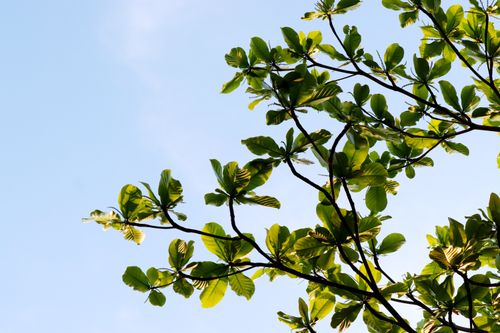 Free Sunlit green leaves of a tropical tree branch against a bright blue sky, showcasing nature's simplicity. Stock Photo