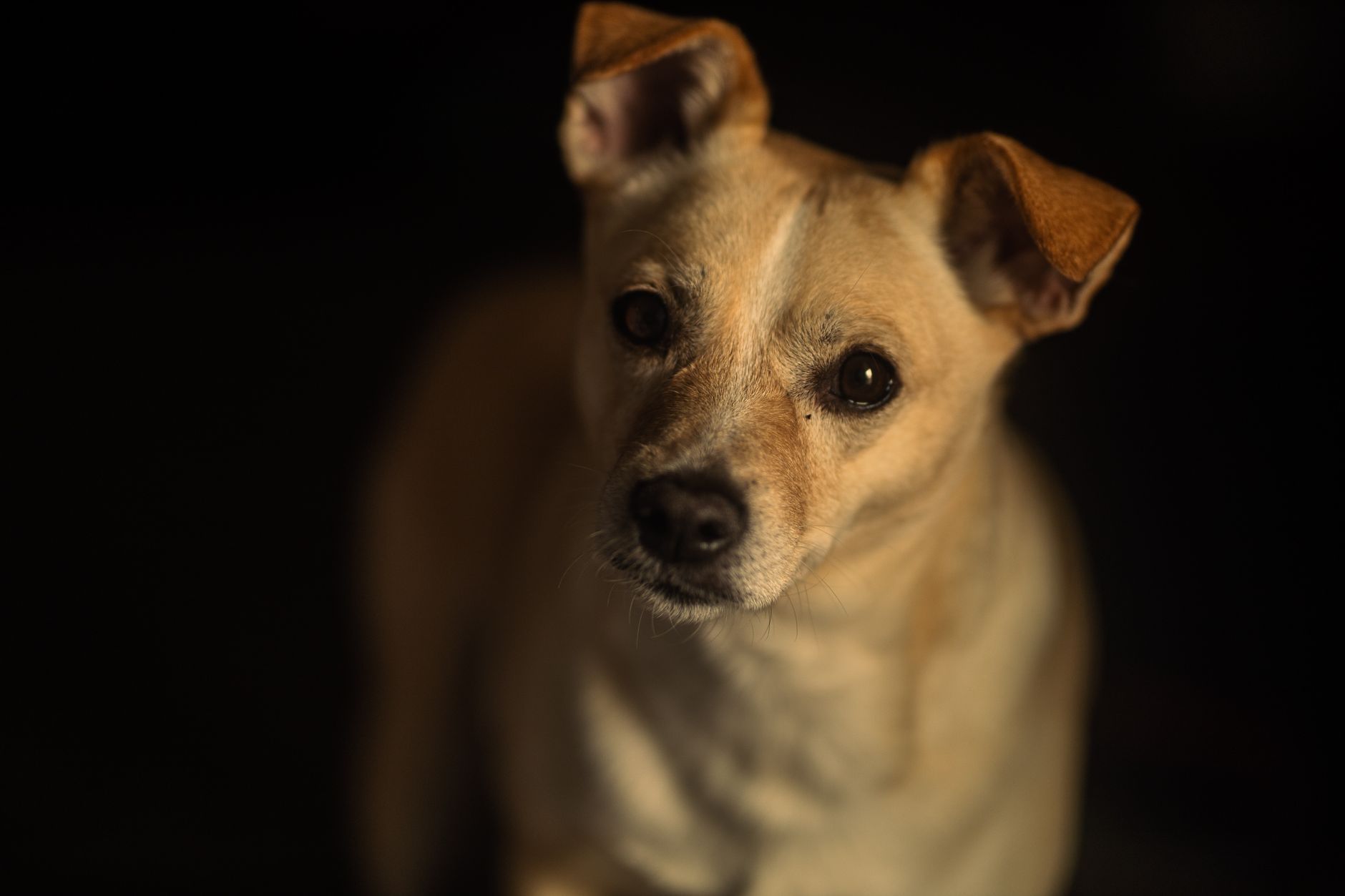Veterinary care for a dog