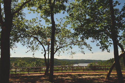 Gratis stockfoto met begroeiing, bomen, bossen