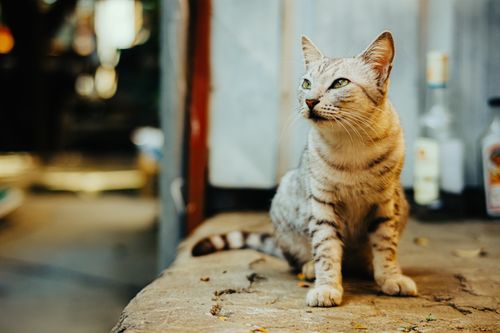 Free A grey tabby cat sits serenely on a stone surface outdoors, showcasing its fur and attentive gaze. Stock Photo