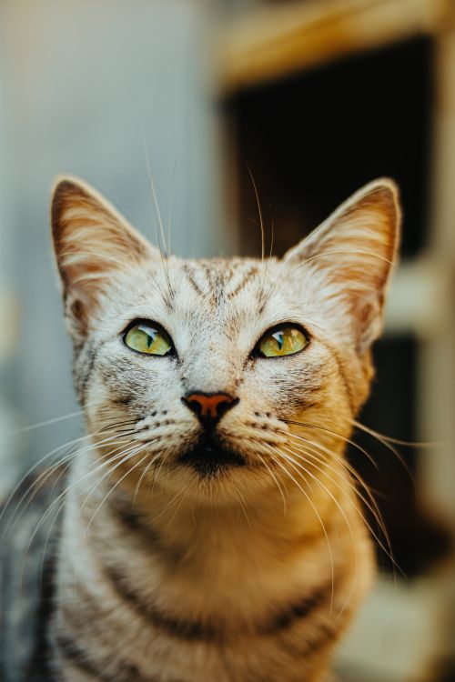 Close Up Of A Cat Free Stock Photo close-up-of-a-cat-free-stock-photo