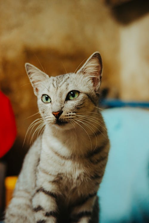 Fotos de stock gratuitas de animal, bigotes, doméstico