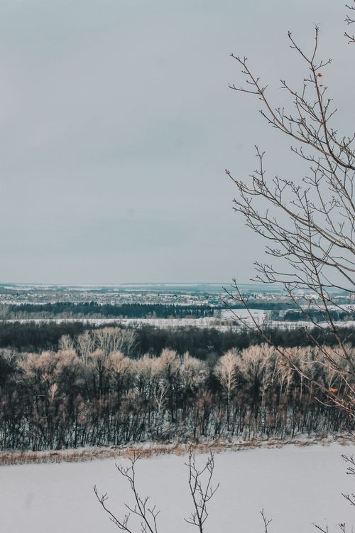 Free Breathtaking view of a snowy forest with bare trees in a serene winter landscape. Stock Photo