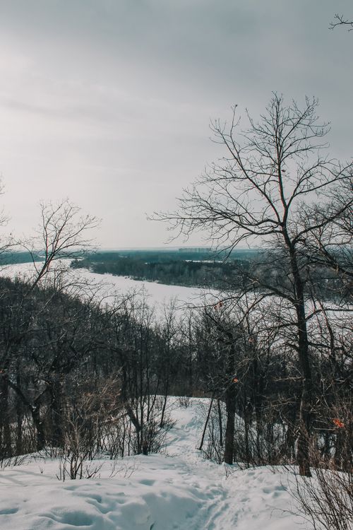 Free Snow-covered trees in a serene winter forest landscape under a cloudy sky. Stock Photo