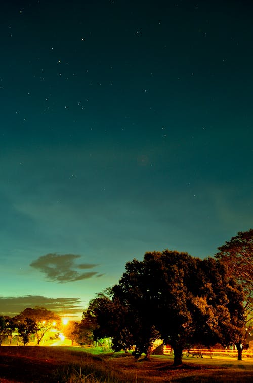 Free Photography of Tree during Sunset Stock Photo